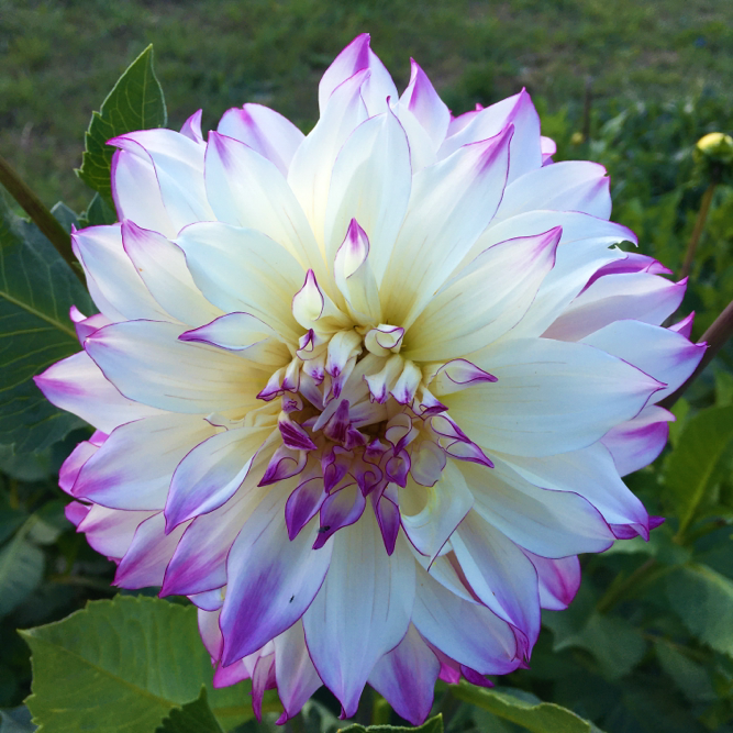 Dahlia Ferncliffe Illusion